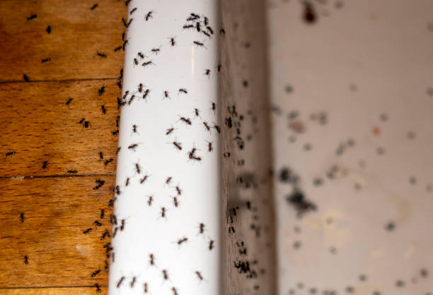 Best Bed Bug Extermination  in Blue Ash, OH